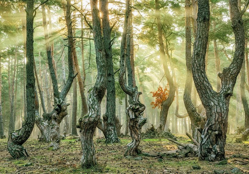 Pine Festival by Lars van de Goor