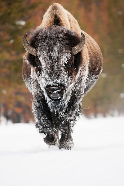 Amerikanischer Bison von Caroline Piek