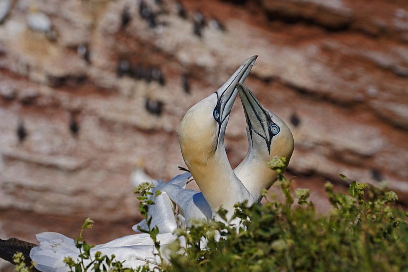 Couples de gannet sur l'île de Helgoland. par Babetts Bildergalerie