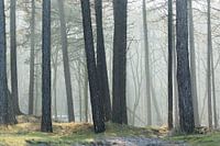 Ochtendlicht in het bos