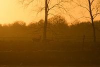 Lorsque le soleil se couche et que les cerfs émergent