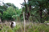Zwischen Gras und Heidekraut
