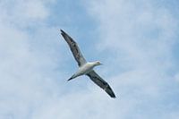 Jan van Gent in de lucht