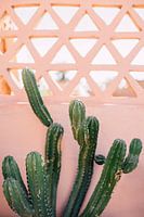 Marokko print 'Cactus Op Roze Muur' | Reisfotografie
