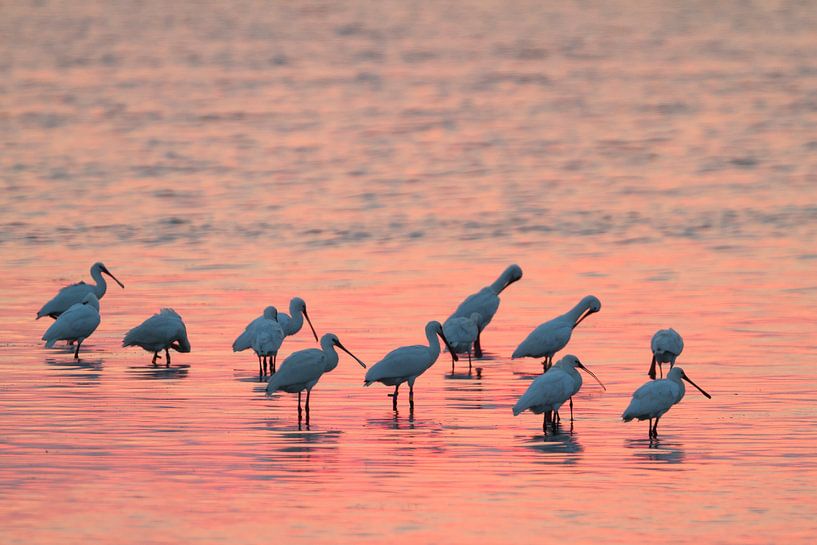 Löffler (Platalea leucorodia) in der Abenddämmerung von Beschermingswerk voor aan uw muur