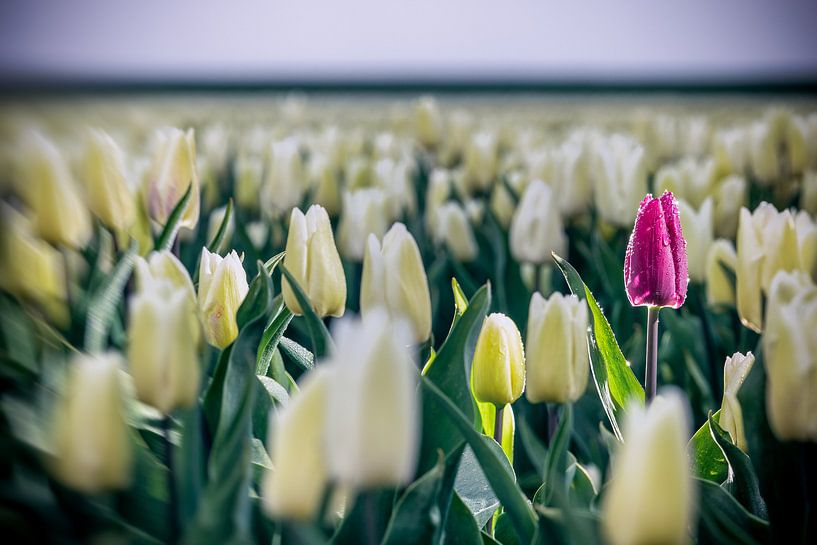 Tulipe pourpre dans le champ de la tulipe blanche par Fotografiecor .nl