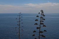 Minimalistische Meereslandschaft auf Malta