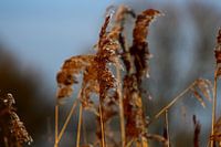 Riet, Reed, Teichrohr.
