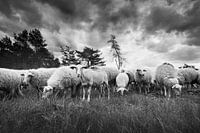 Schaapskudde op de Veluwe