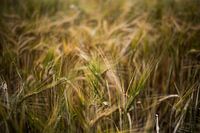 Golden cornfield close up photo print