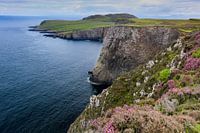 Heather by the Sea - North coast of The Isle of Skye in Scotland