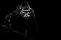Gorille