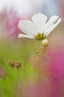 Cosmea 'Dreamy World'