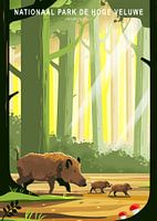 Nationalpark Hoge Veluwe mit Wildschweinen