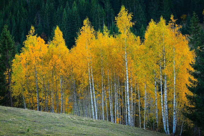 Autumn by Bess Hamiti
