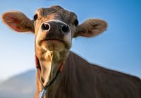 Neugieriger Blick – Eine Schweizer Kuh