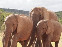 Elephants family