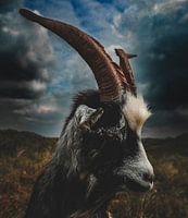 Mysteriöse Ziege mit Hörnern: Ein nüchterner, faszinierender Blick auf ein Tier in seiner natürlichen Umgebung