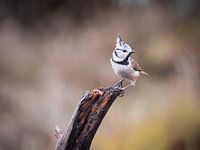 Mésange à crête comme modèle