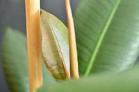 Gommier Ficus Robusta