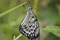 Papillon noir et blanc suspendu à une brindille