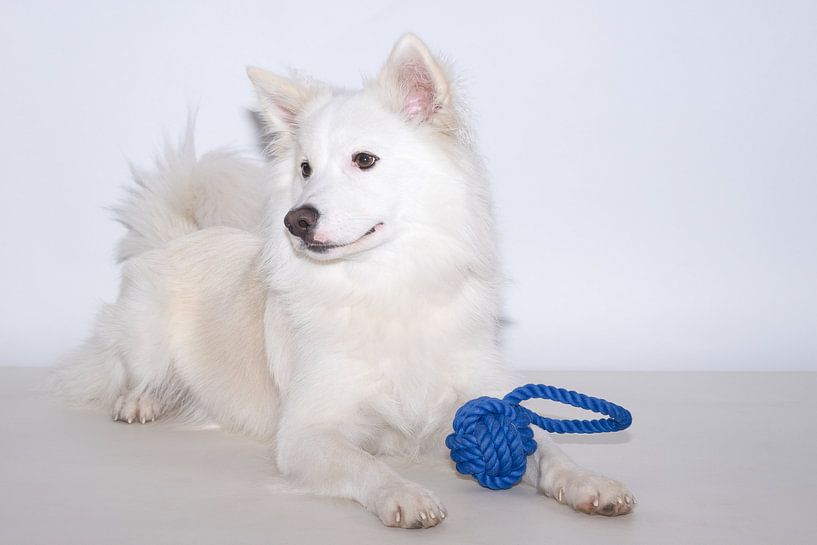 Djarfur (1) par Monika Scheurer