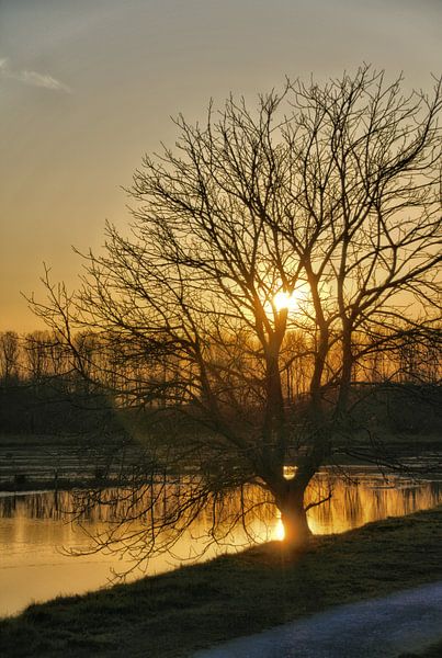 A tree against the setting sun by Jurjen Jan Snikkenburg