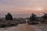 Hiver sur les landes de Leusden | Print Art