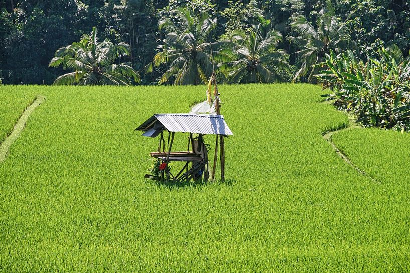 Sawah auf Bali von Eduard Lamping