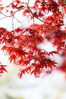 Japanese maple