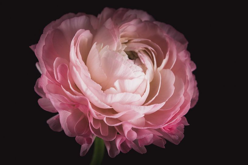 Kunst Ranunkel von Sandra Hazes