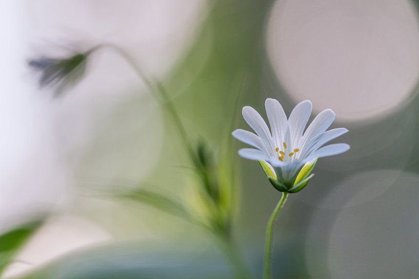 Lichtpuntje von Bart Hendrix