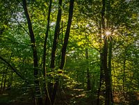 Morgensonne durch die Bäume