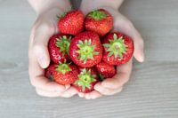 Die Hände voller köstlicher Erdbeeren