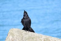 Crow in Scheveningen