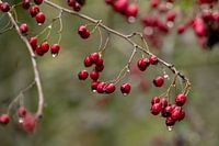 Hawthorn (Crataegus)