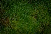Forest Moss
