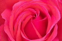 Charming rose as a symbol of love as an eye-catcher on your wall