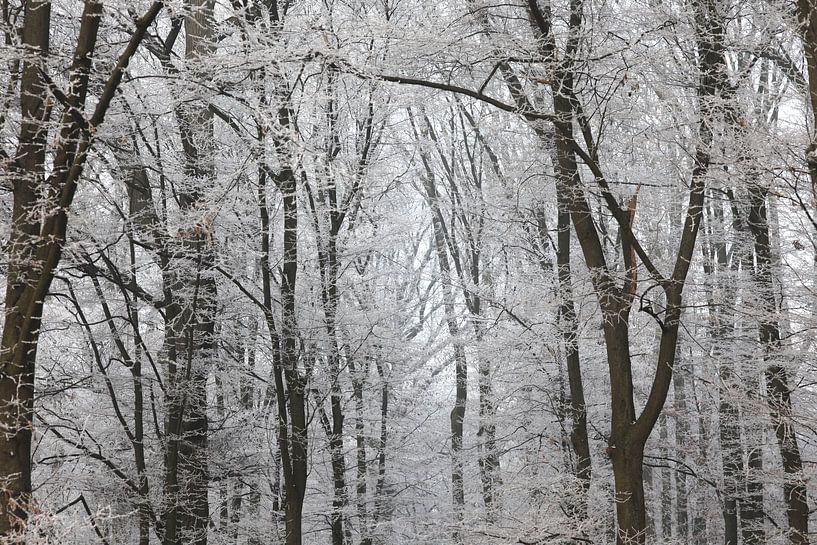 Winterwald von Thomas Jäger