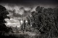 S'il vous plaît, aidez-moi à obtenir des feuilles