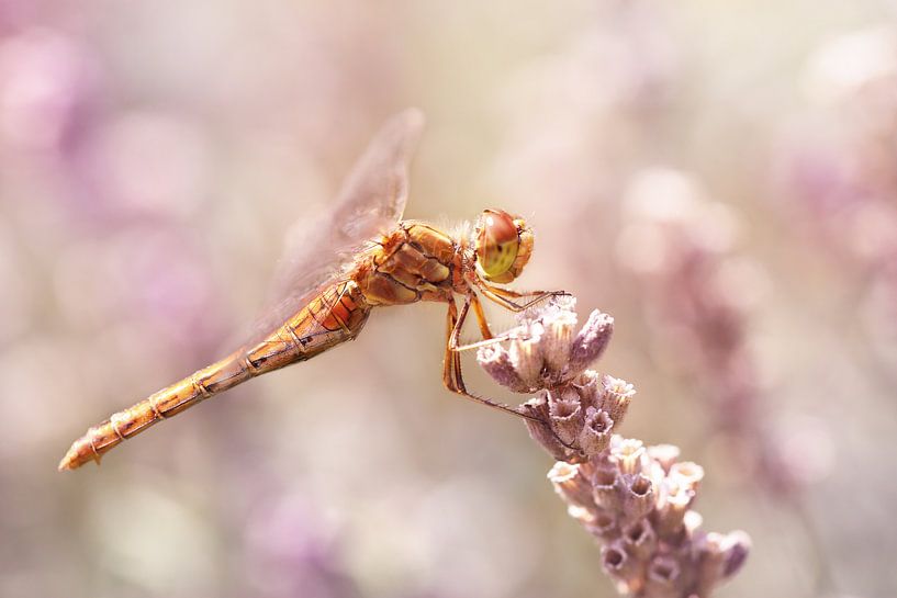 Halten Sie sich fest... von LHJB Photography