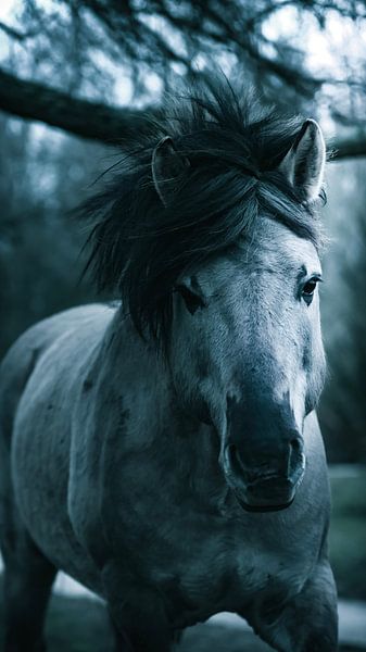 Wild horse by AciPhotography