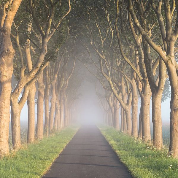 &quot;The road to nowhere&quot; by Karel Ton