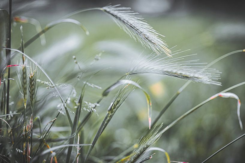 Dancing in the wind. by Robby's fotografie