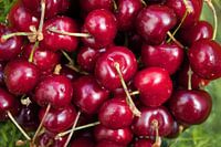 Rode kersen
