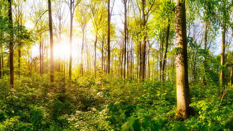 Sunrise in the forest by Günter Albers