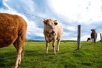 Stieren op Omaha Beach