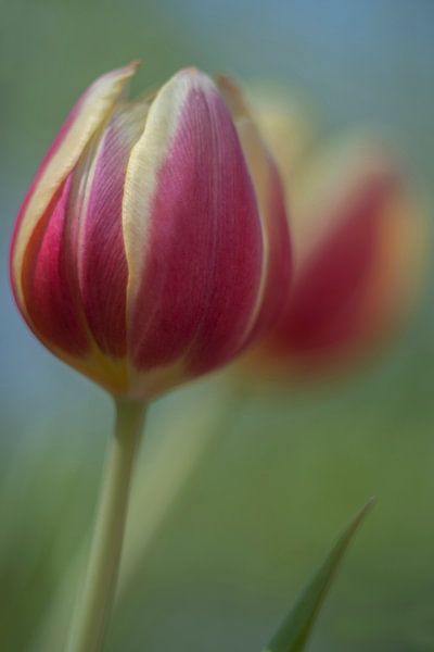 Tulip Art by Deez - Tulpen in Nederland par Desiree Adam-Vaassen