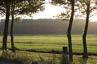 bomen in de avondschemering