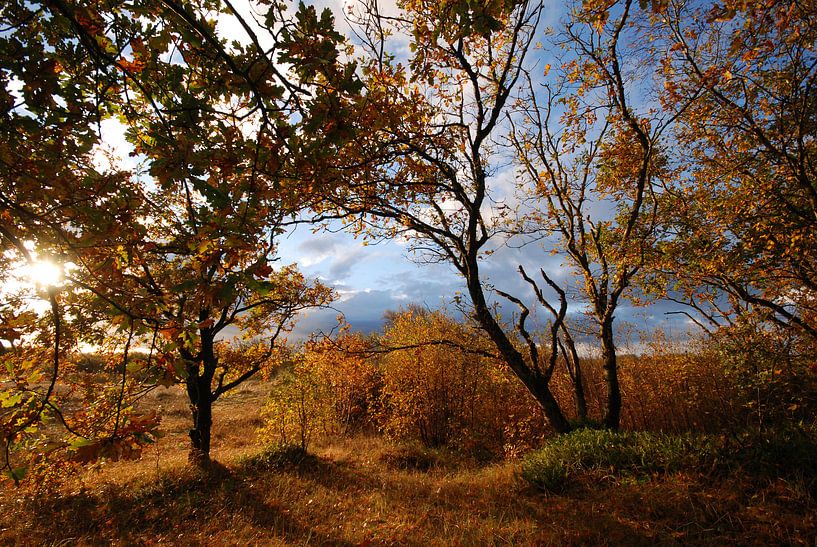 Herfst in het Zwanenwater by Margreet Frowijn